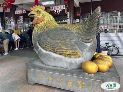 金雞怎麼養|【金雞怎麼養】金雞怎養才能發財？紫南宮絕配攻略讓你發！